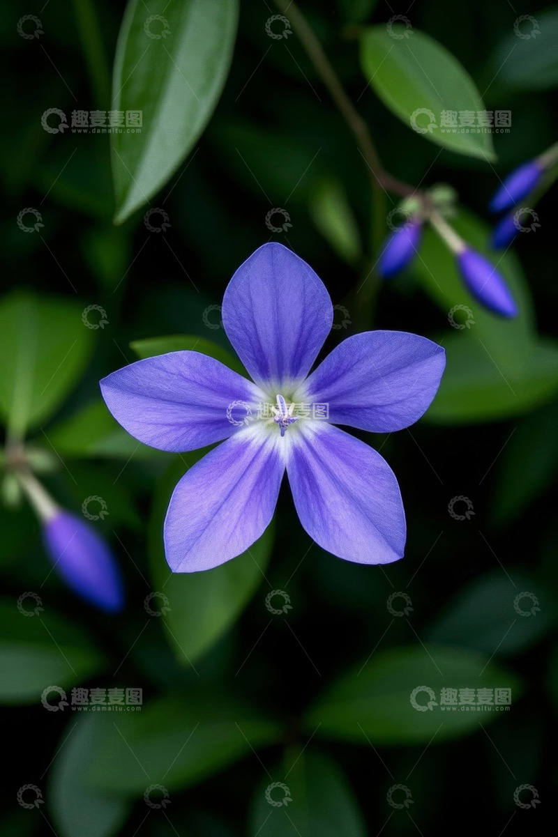 高清大图下载【趣麦麦图】紫色小花特写