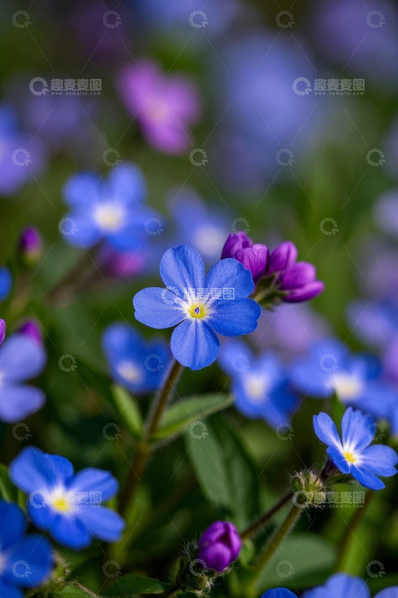 高清大图下载【趣麦麦图】蓝色紫色小花特写