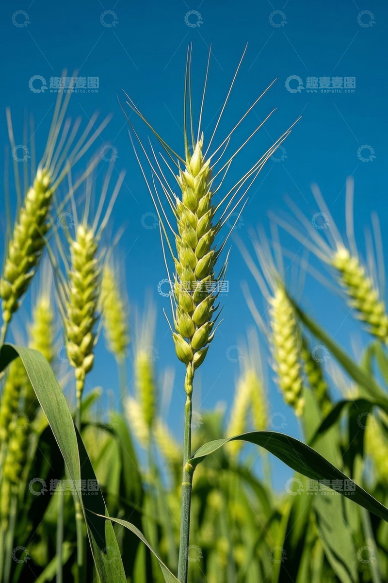 高清大图下载【趣麦麦图】麦田里的小麦特写