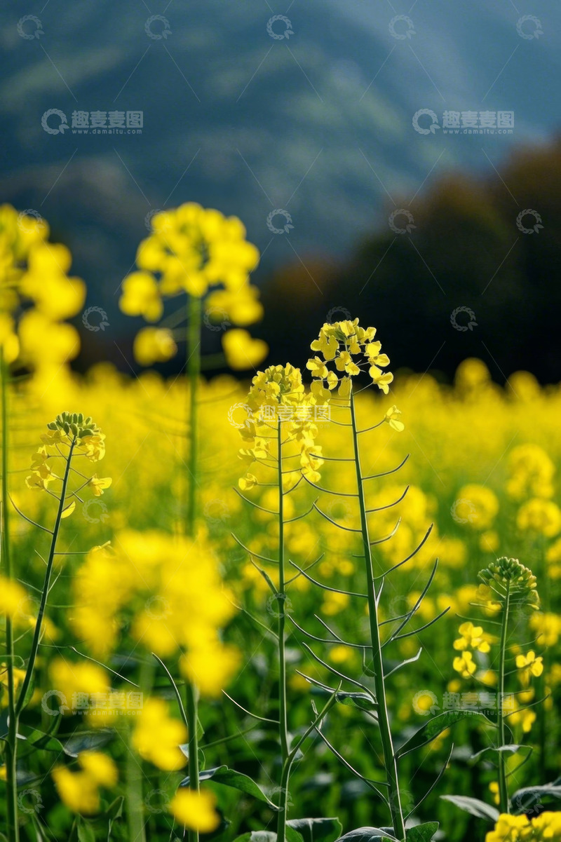 高清大图下载【趣麦麦图】黄色油菜花田自然风光
