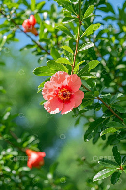 盛开的红色石榴花特写