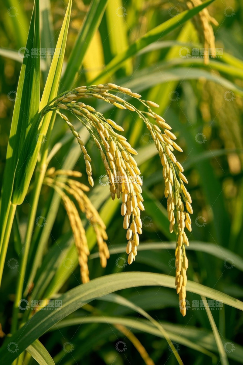 高清大图下载【趣麦麦图】成熟稻谷特写