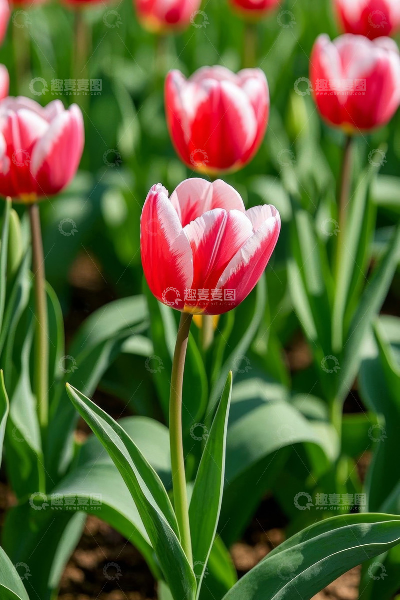 高清大图下载【趣麦麦图】红色白色相间郁金香特写