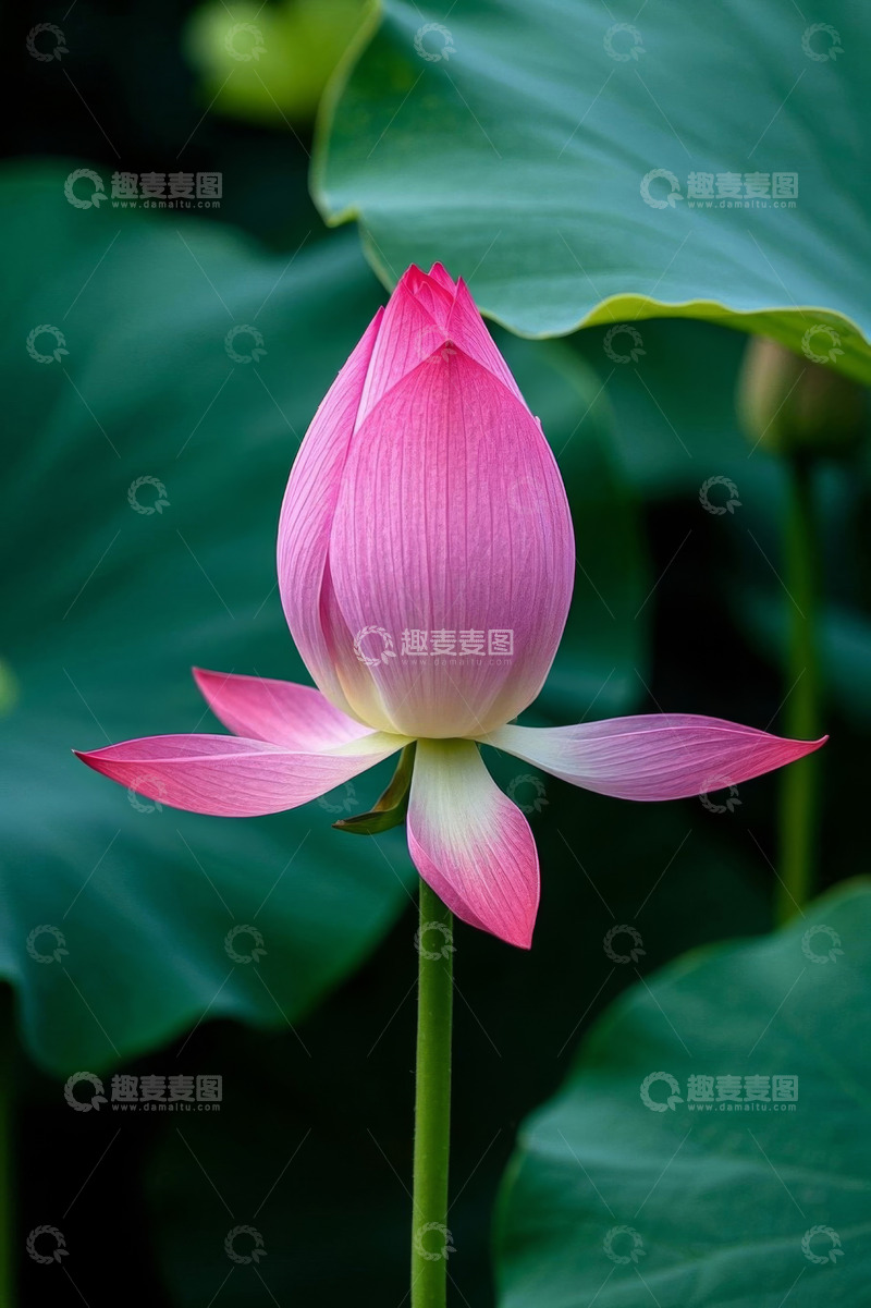 高清大图下载【趣麦麦图】粉色荷花特写