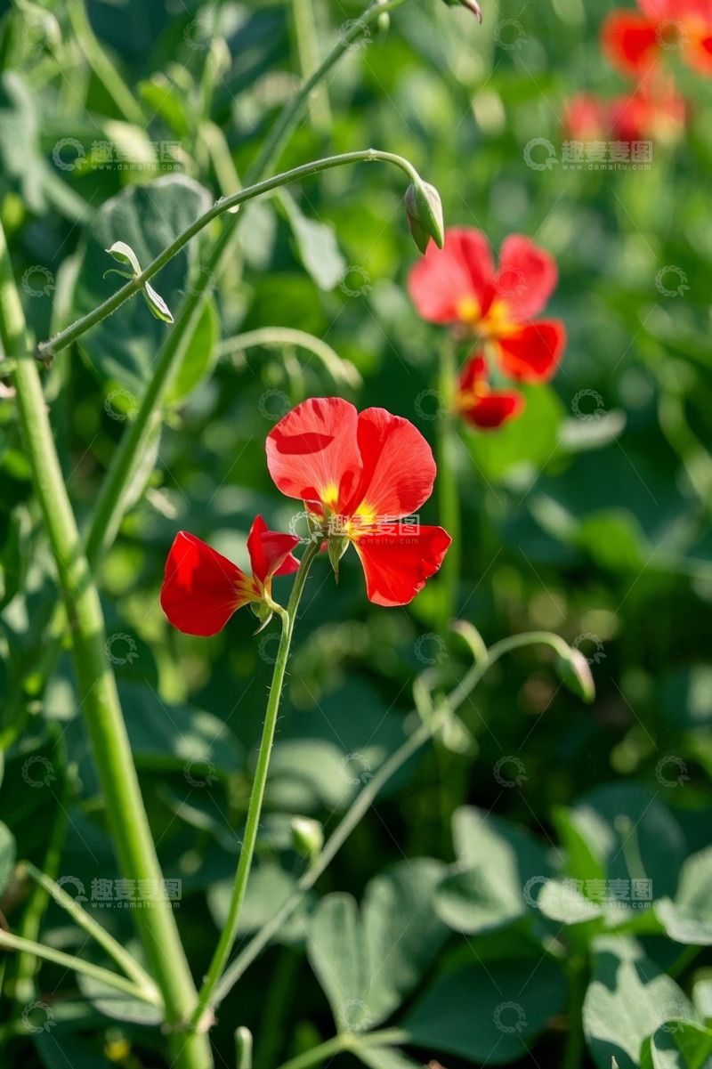 高清大图下载【趣麦麦图】红色花朵特写
