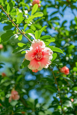 盛开的粉色石榴花特写