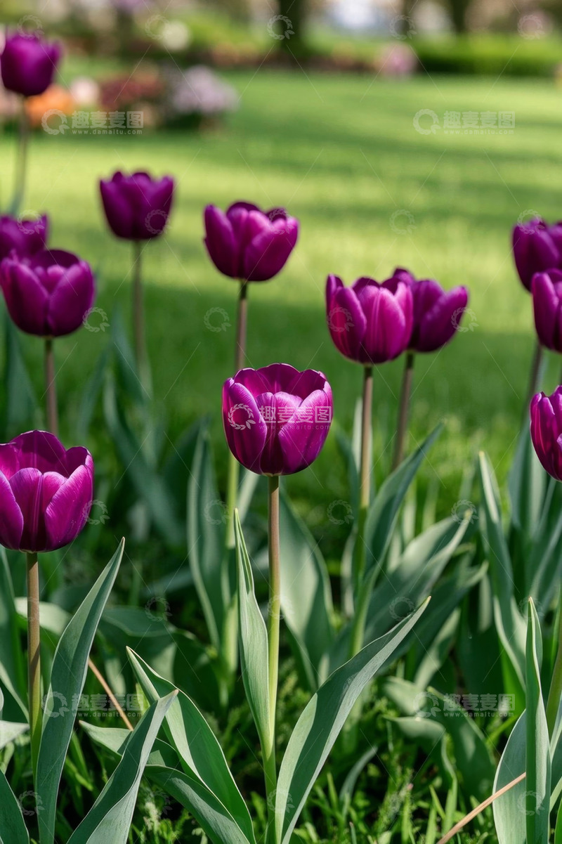 高清大图下载【趣麦麦图】紫色郁金香草地特写