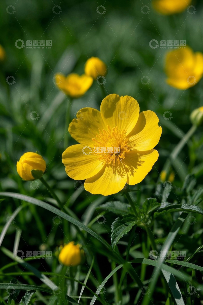 高清大图下载【趣麦麦图】黄色花朵特写