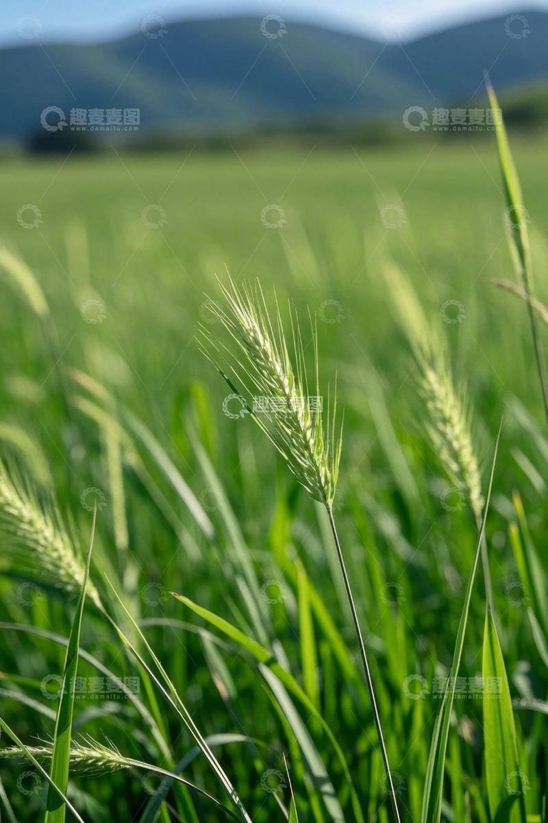 高清大图下载【趣麦麦图】绿色麦田自然风光