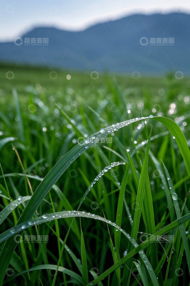 高清大图下载【趣麦麦图】带露珠的青草近景