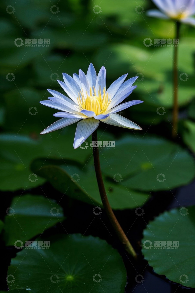 高清大图下载【趣麦麦图】盛开的蓝白色睡莲特写