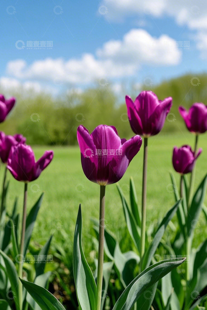 高清大图下载【趣麦麦图】户外紫色郁金香特写