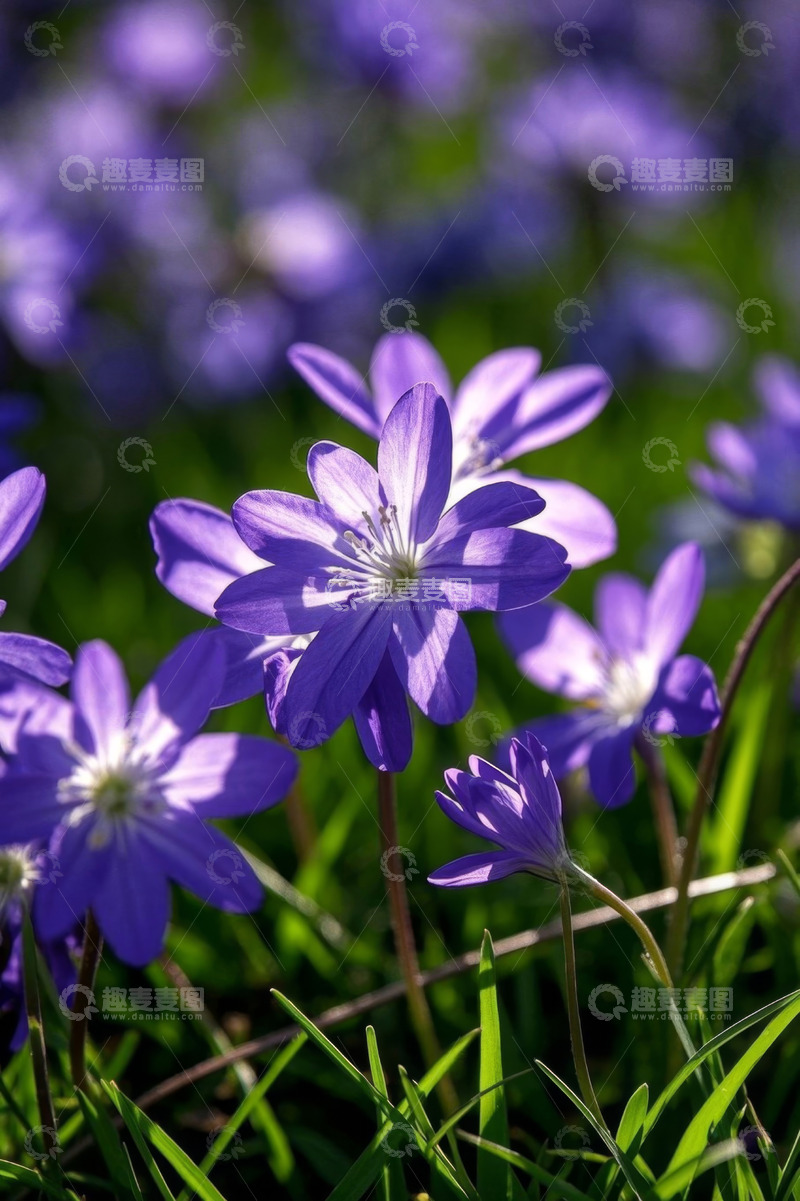 高清大图下载【趣麦麦图】紫色小花近景特写