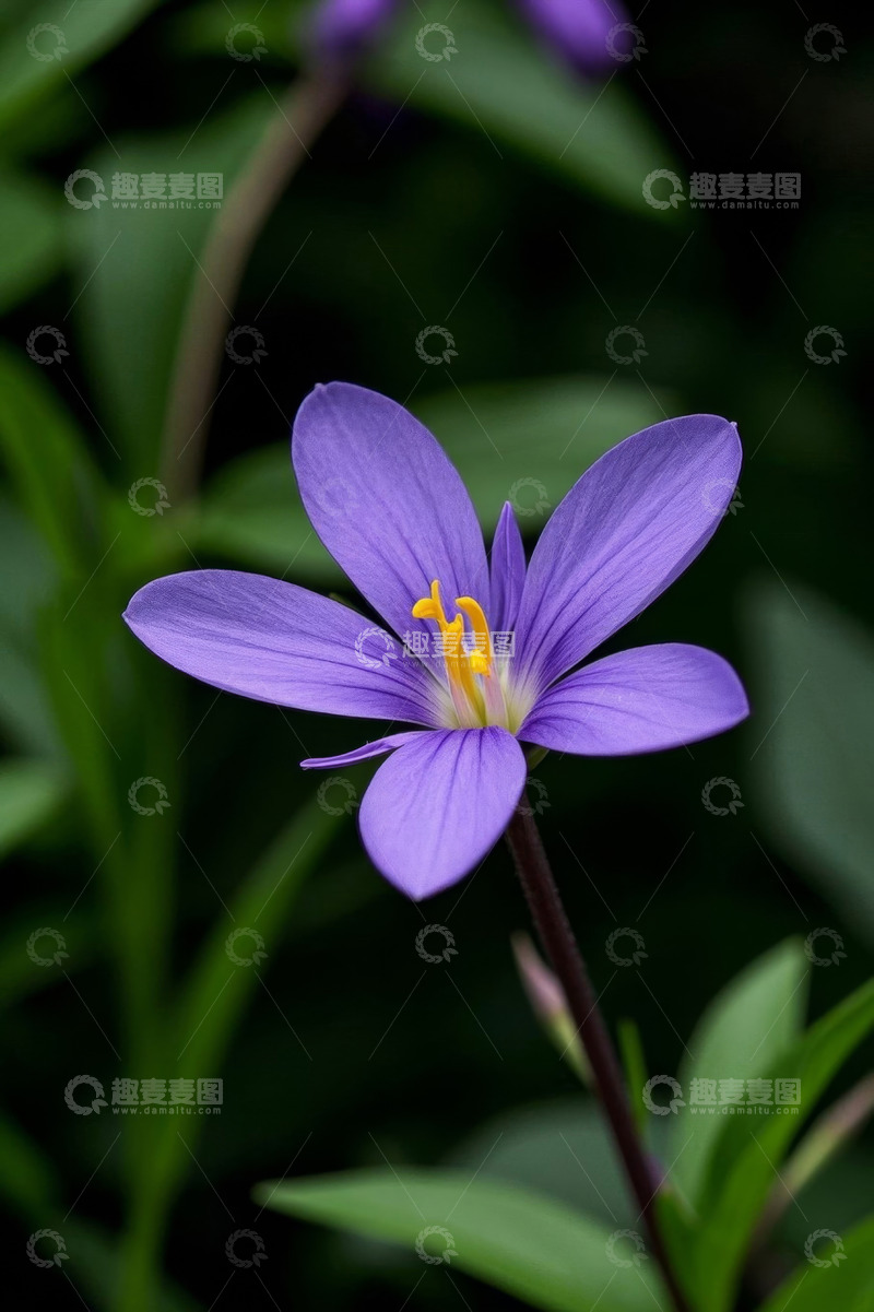 高清大图下载【趣麦麦图】紫色花朵特写