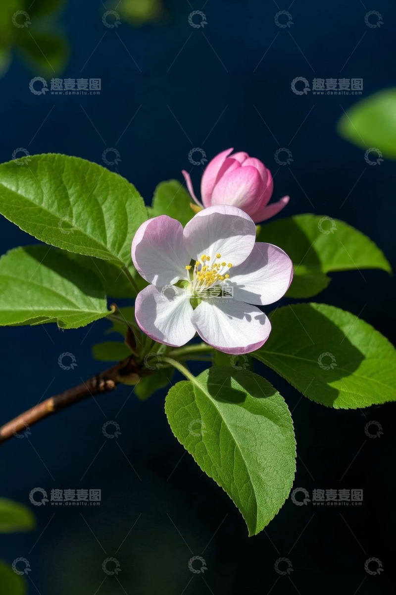 高清大图下载【趣麦麦图】特写粉色花朵与绿叶