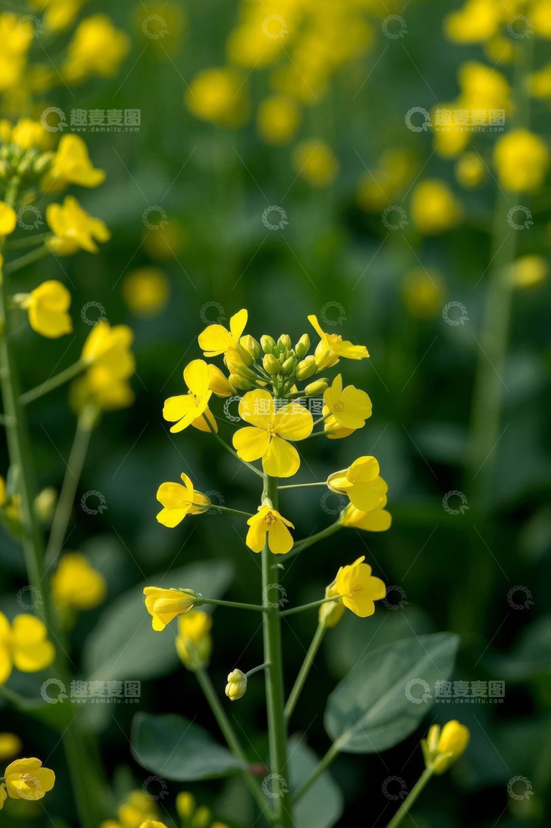高清大图下载【趣麦麦图】黄色油菜花特写素材