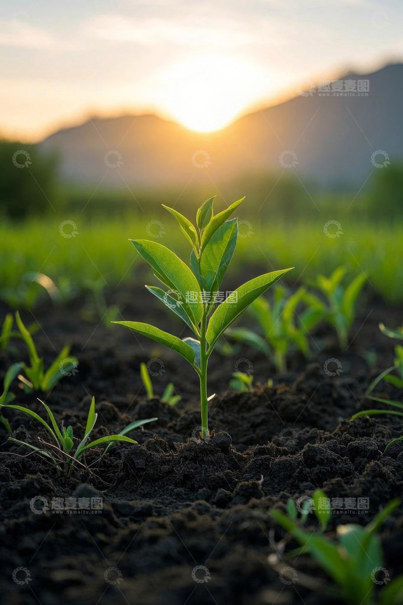 高清大图下载【趣麦麦图】日出下田野中的嫩绿幼苗