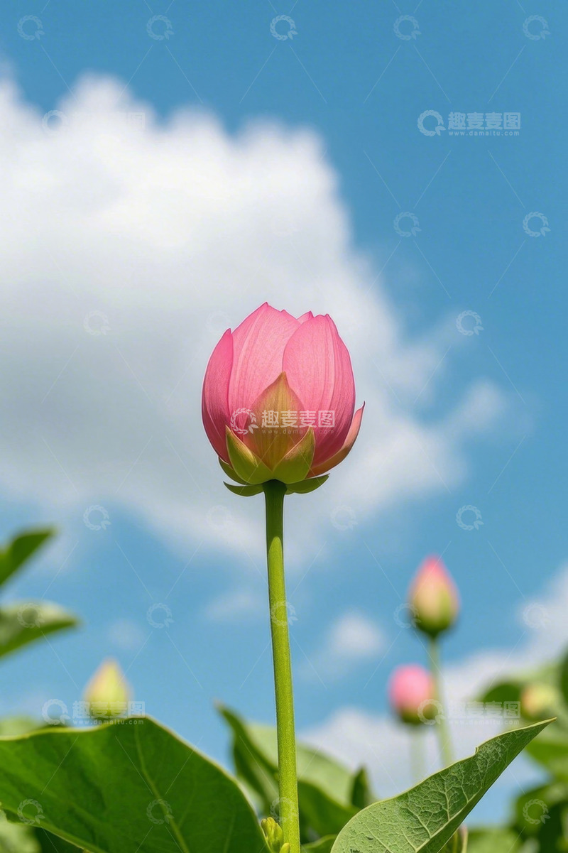 高清大图下载【趣麦麦图】蓝天白云下的粉色荷花