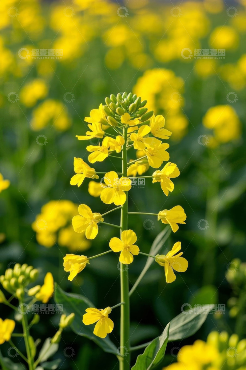 高清大图下载【趣麦麦图】黄色油菜花特写
