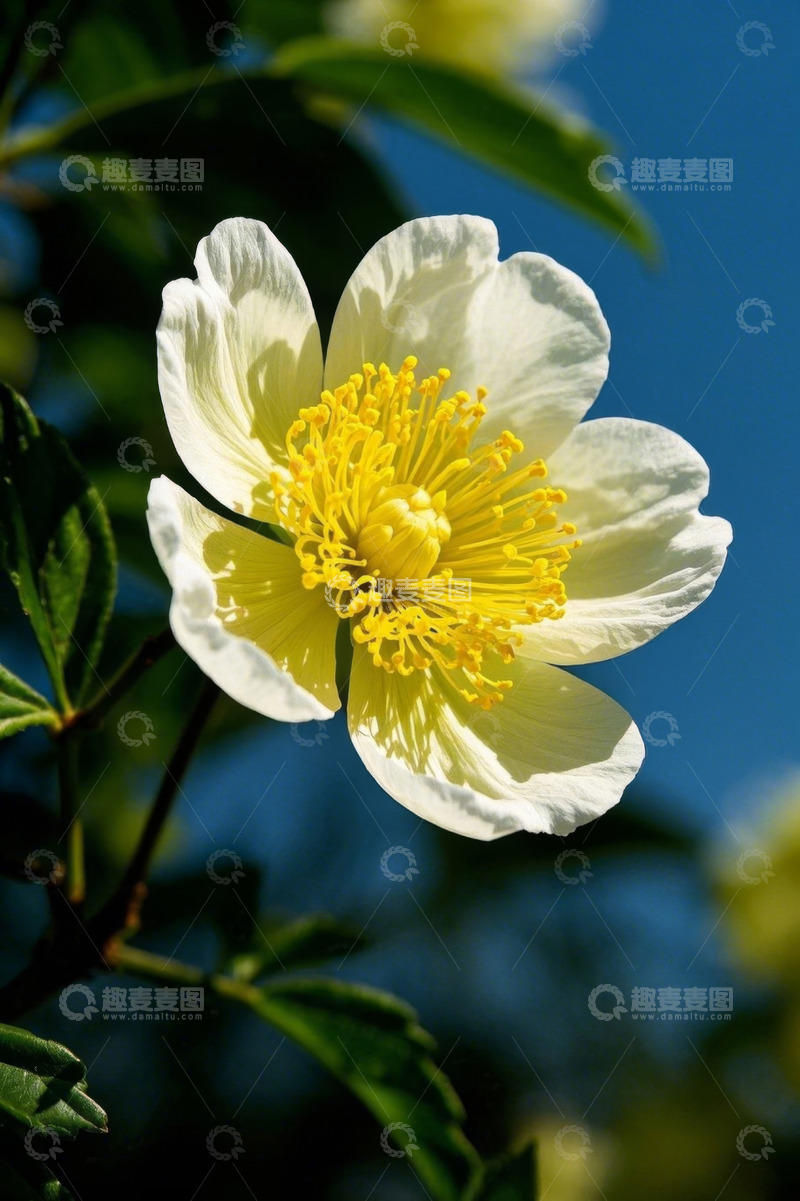 高清大图下载【趣麦麦图】白色花朵特写