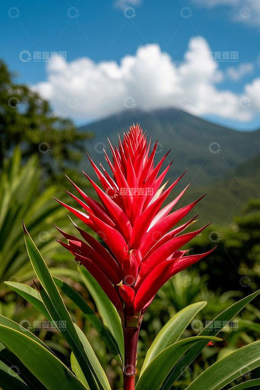 特写红色花卉与远山绿植背景