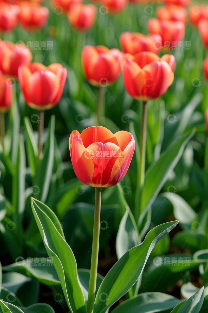 高清大图下载【趣麦麦图】红色郁金香花卉特写