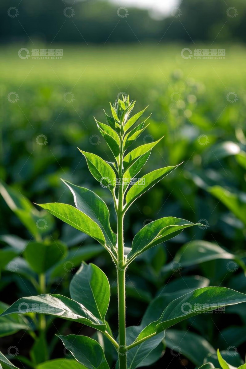 高清大图下载【趣麦麦图】田间绿色植物特写