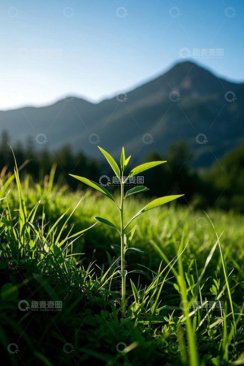 高清大图下载【趣麦麦图】阳光下的近景绿植与远山风景