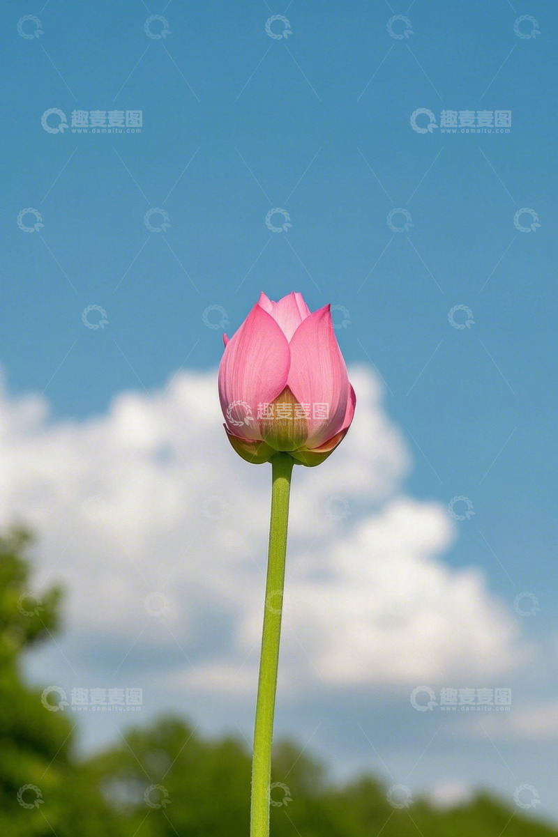 高清大图下载【趣麦麦图】蓝天背景下的粉色荷花