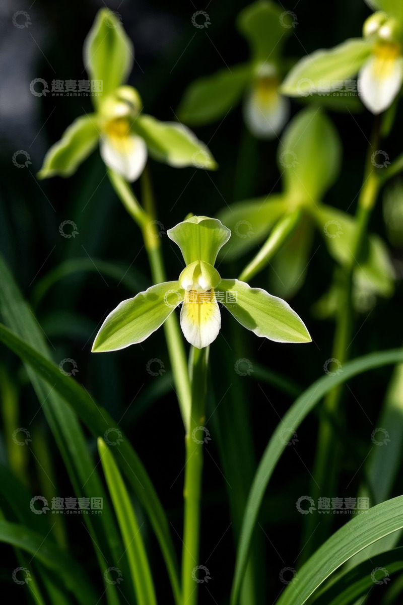 高清大图下载【趣麦麦图】绿色兰花特写