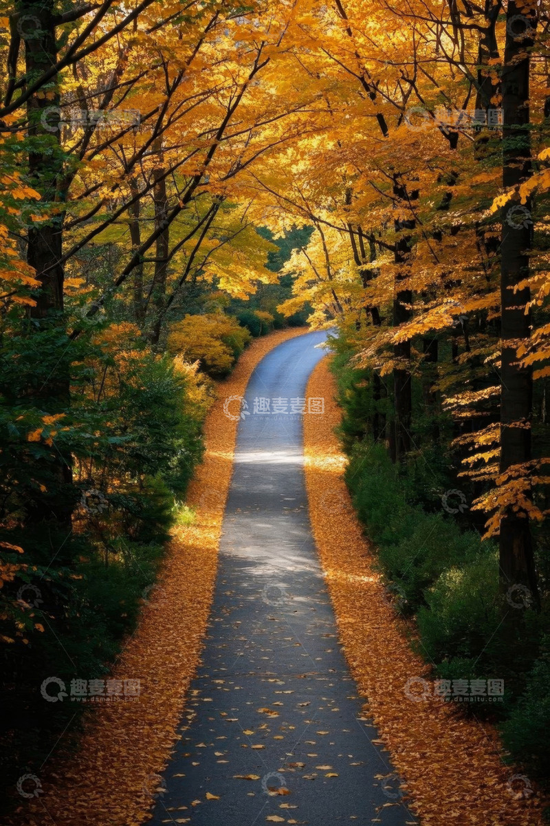 高清大图下载【趣麦麦图】秋日森林中的蜿蜒小路