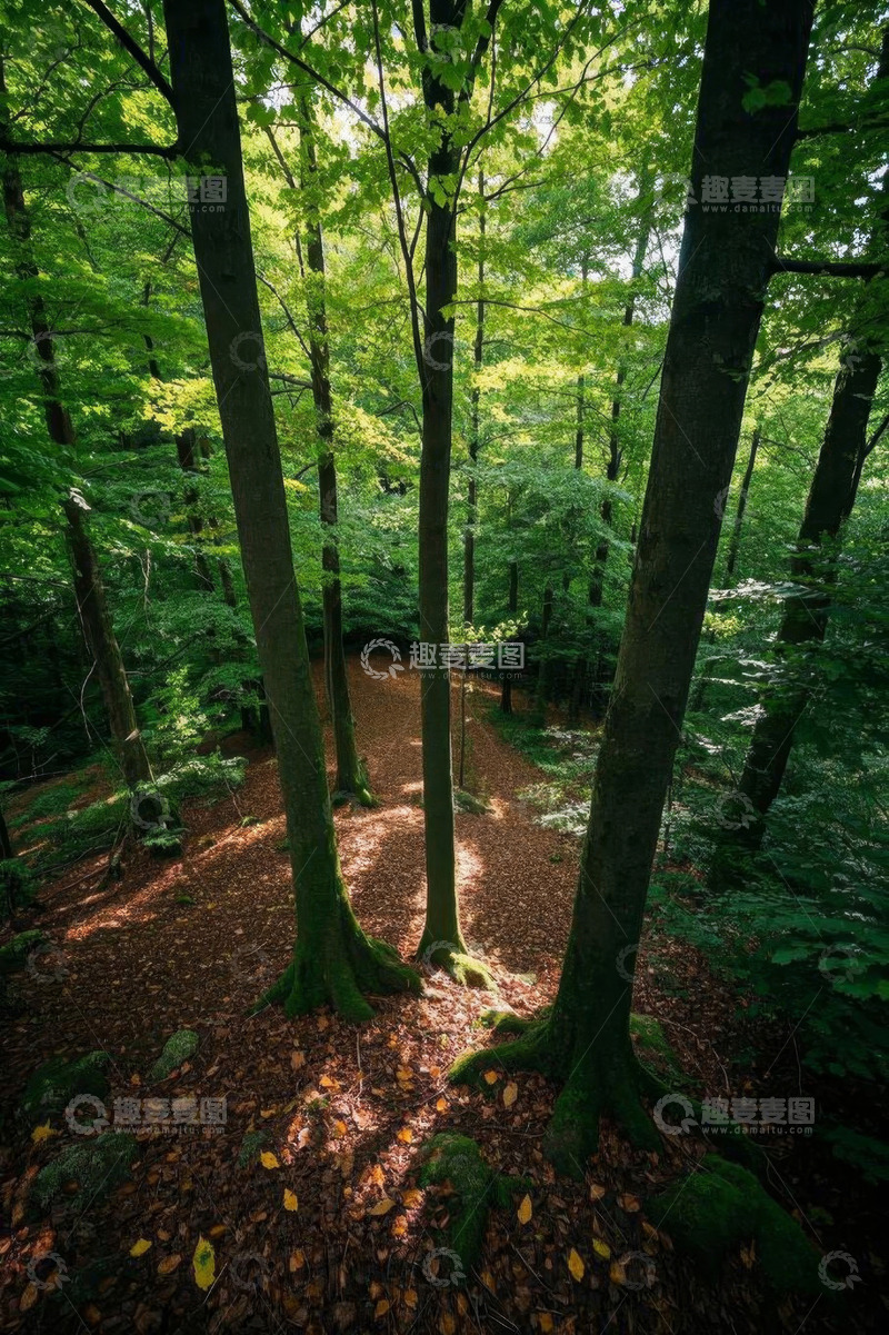高清大图下载【趣麦麦图】森林中阳光洒落的林间小径