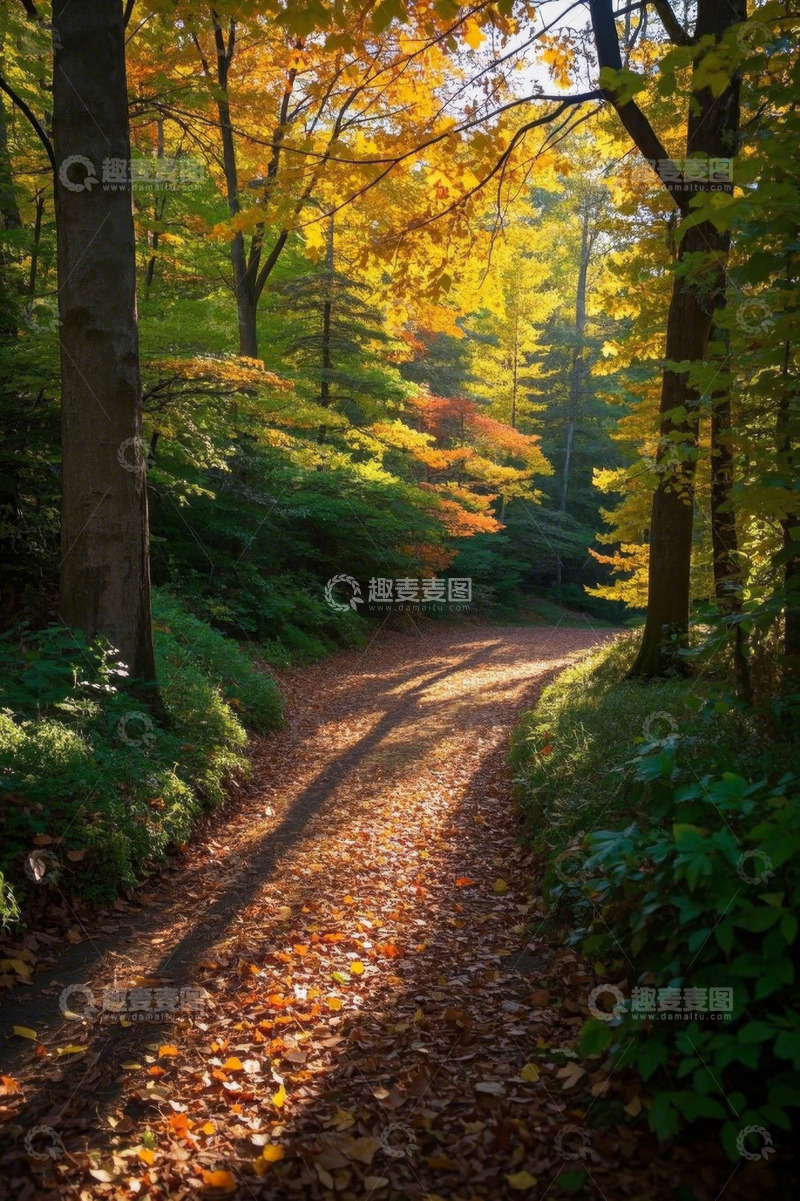 高清大图下载【趣麦麦图】秋日森林中的落叶小径