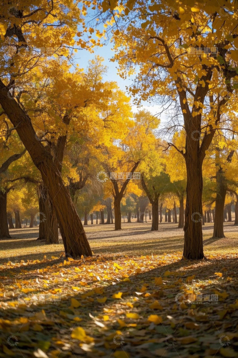 高清大图下载【趣麦麦图】秋日金黄胡杨林风景