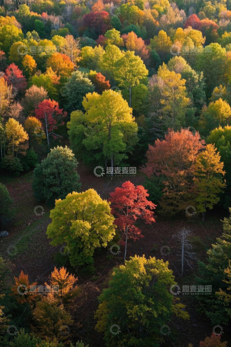 高清大图下载【趣麦麦图】秋季森林多彩树木航拍图