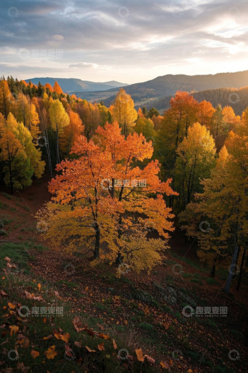 高清大图下载【趣麦麦图】秋季山林多彩树木风景