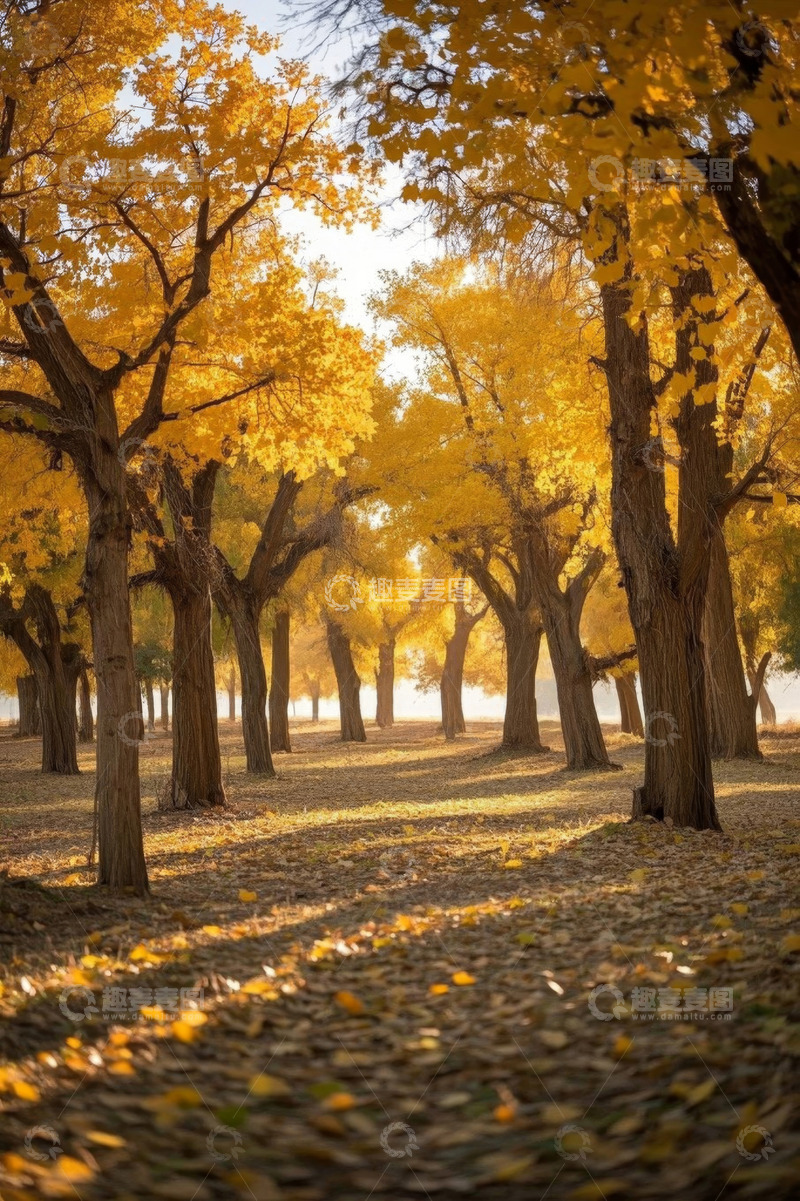 高清大图下载【趣麦麦图】秋日金色树林风景