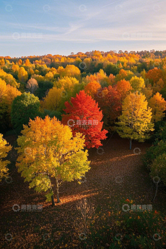 秋季森林多彩树木俯瞰景象