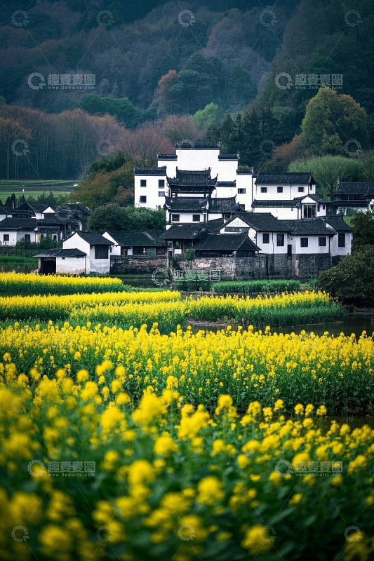 乡村油菜花田旁的白墙黑瓦民居