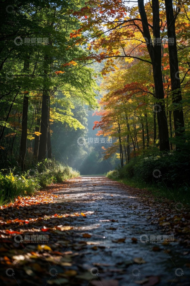 高清大图下载【趣麦麦图】秋日森林中的林间小道