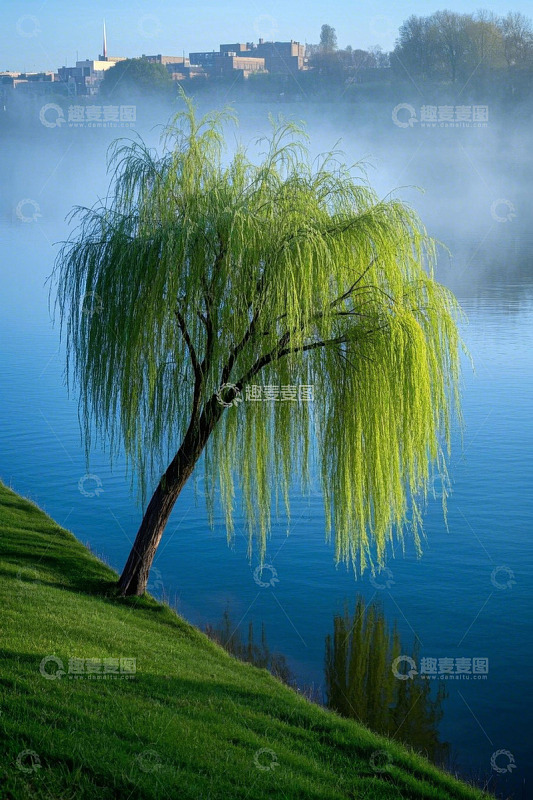 河畔垂柳自然风光景色