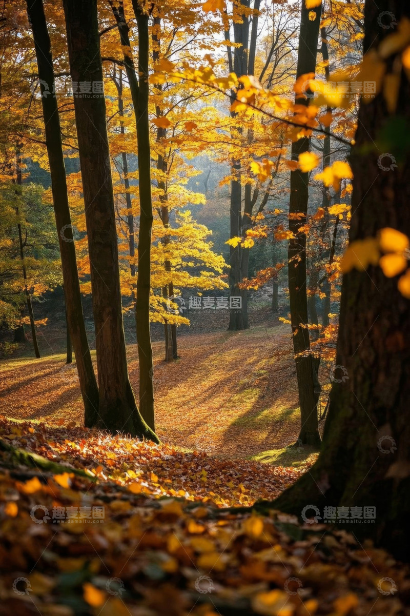 高清大图下载【趣麦麦图】秋日森林阳光洒落叶场景