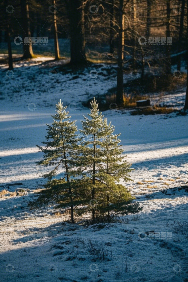 高清大图下载【趣麦麦图】雪地中的几棵绿色松树