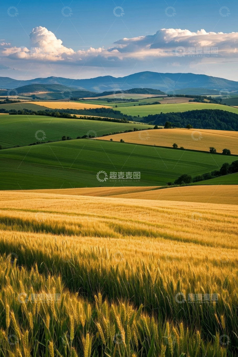 高清大图下载【趣麦麦图】广袤田野与金黄麦浪
