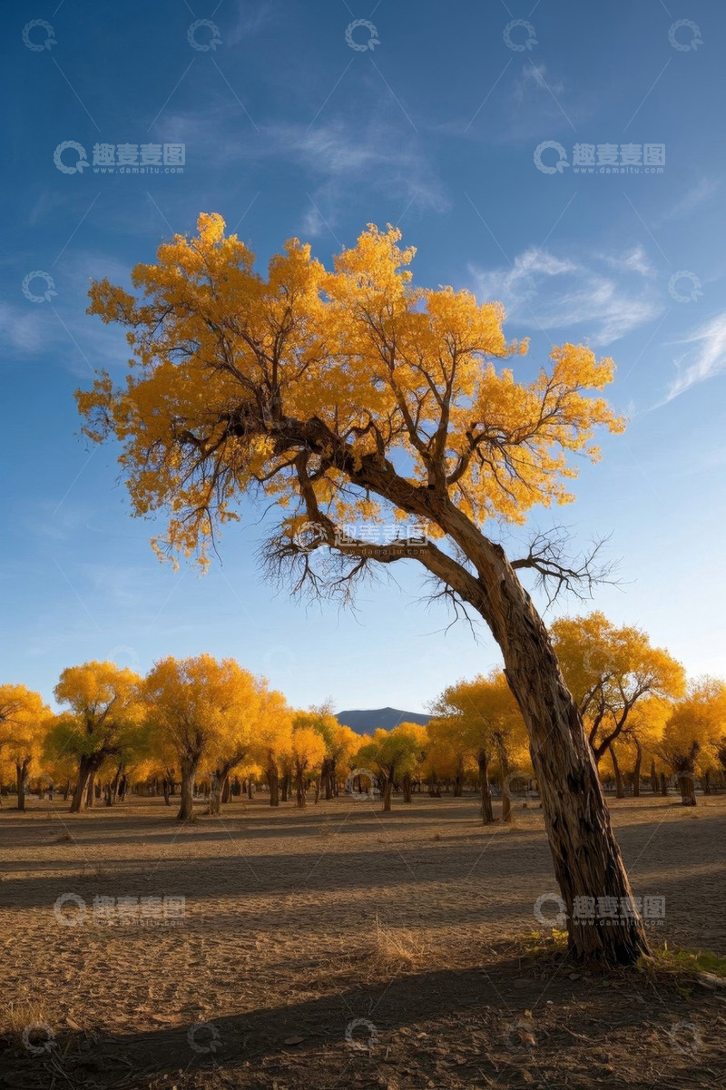 高清大图下载【趣麦麦图】金黄胡杨林自然风光