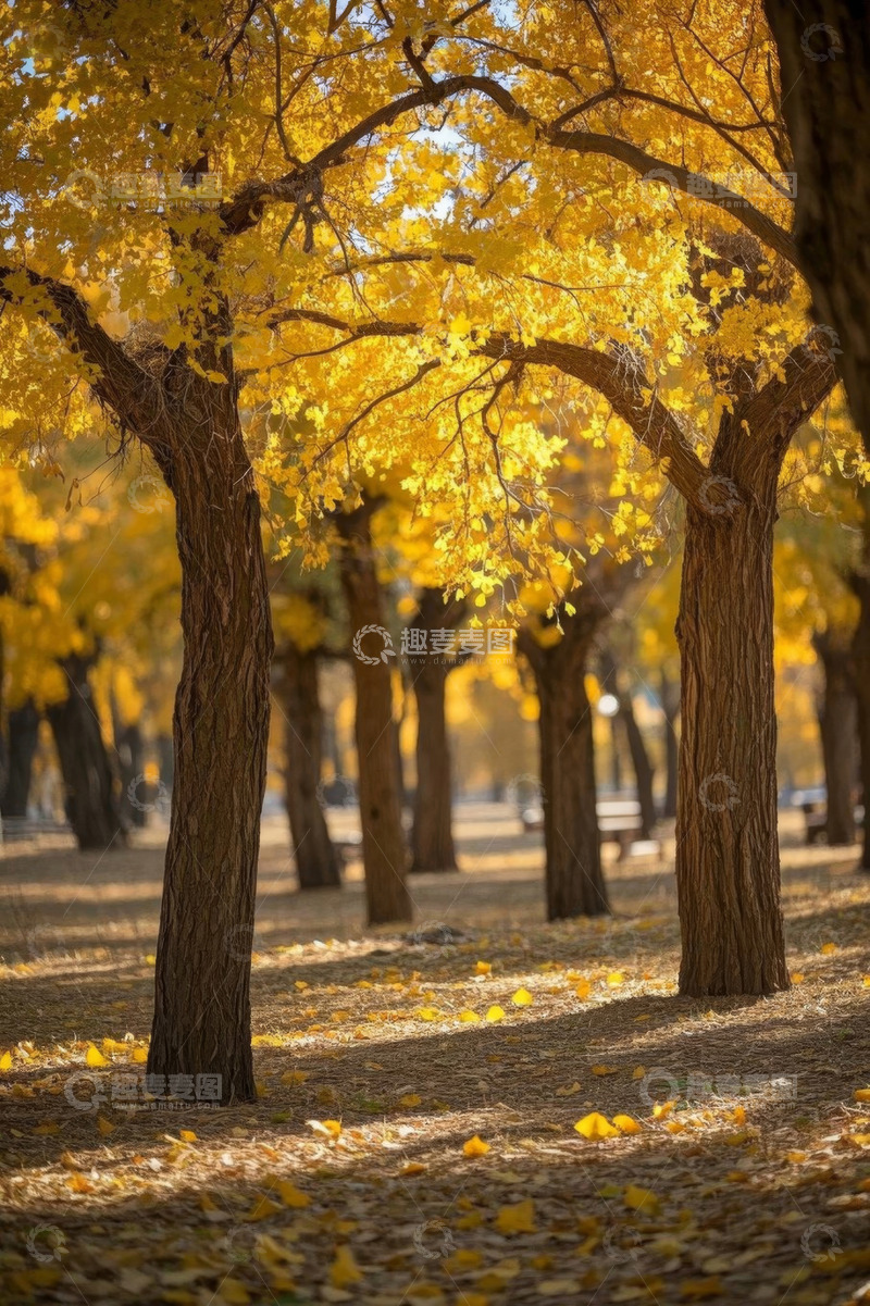高清大图下载【趣麦麦图】秋日户外金黄树林景观