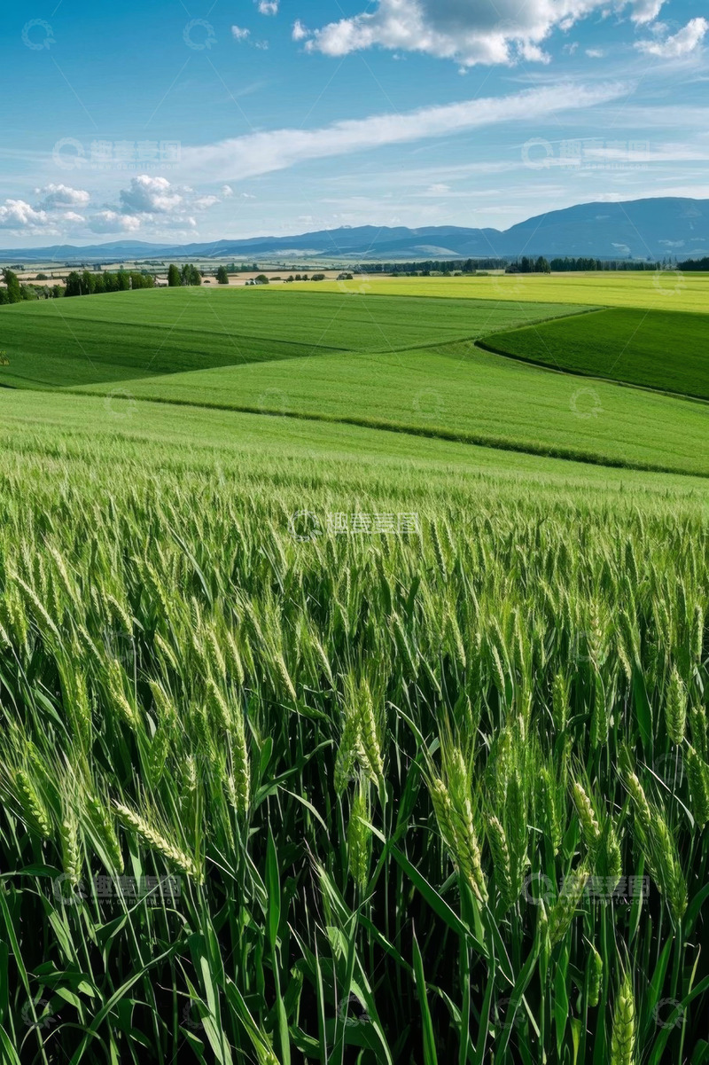 高清大图下载【趣麦麦图】广袤麦田自然风光