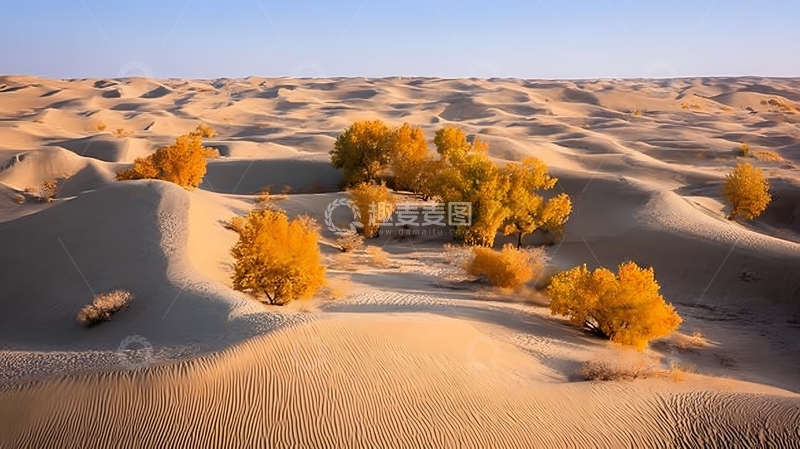 高清大图下载【趣麦麦图】沙漠胡杨秋色风光摄影