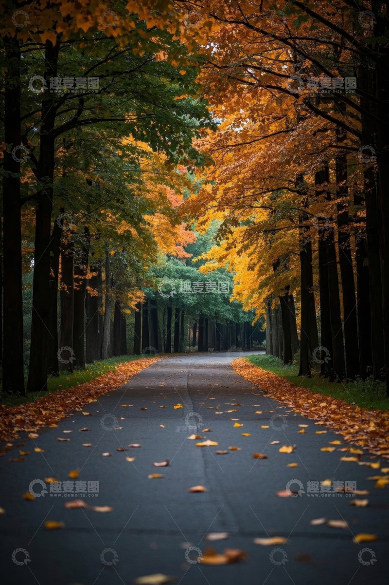 高清大图下载【趣麦麦图】秋日森林中的落叶小道