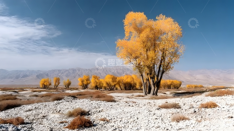 高清大图下载【趣麦麦图】沙漠胡杨秋景风光摄影